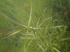 Potamogeton zosteriformis
