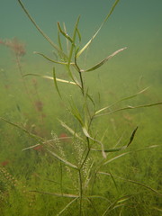 Potamogeton zosteriformis