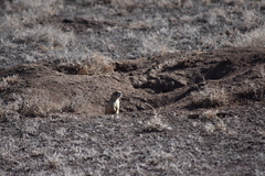 Cynomys parvidens