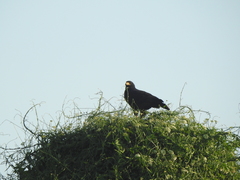 Buteogallus