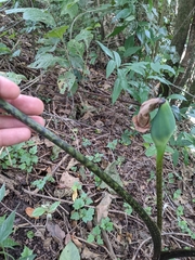 Xanthosoma wendlandii