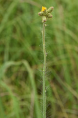 Hieracium longipilum