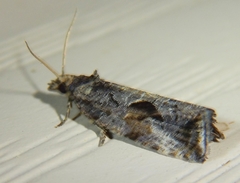 Endothenia nubilana
