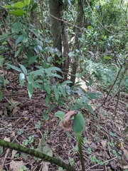 Xanthosoma wendlandii