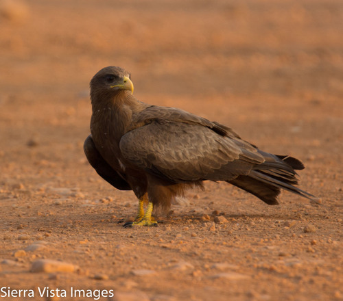 Black Kite, photo 9 of 9