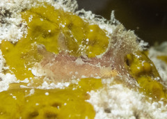 Plocamopherus