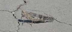 Trimerotropis pseudofasciata