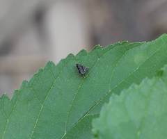 Brenthia formosensis