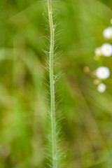 Hieracium longipilum