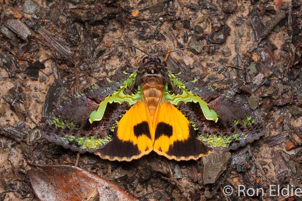 Eudocima smaragdipicta