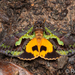 Eudocima smaragdipicta - Photo (c) Ron Eldie, algunos derechos reservados (CC BY-NC), subido por Ron Eldie