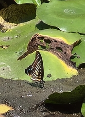 Graphium leechi