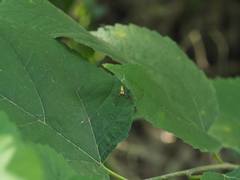 Plexippoides guangxi