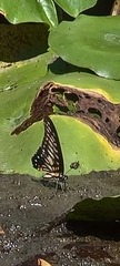 Graphium leechi