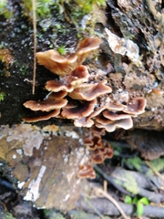 Rhizocybe
