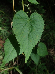 Tragia cordata