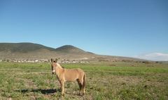 Equus asinus × caballus