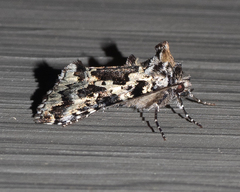 Syngrapha rectangula