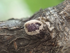 Eriococcus spurius