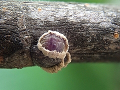 Eriococcus spurius