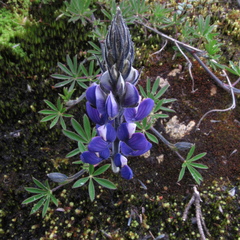 Lupinus guascensis