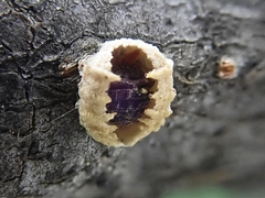 Eriococcus spurius