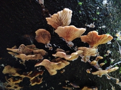 Rhizocybe