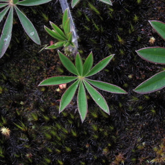 Lupinus guascensis