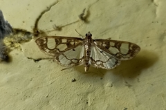 Hyaloplaga pulchralis
