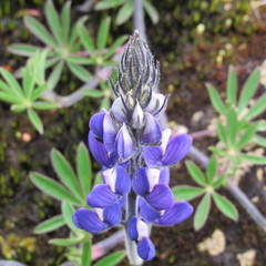 Lupinus guascensis