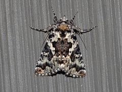 Syngrapha rectangula