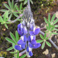 Lupinus guascensis