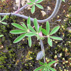 Lupinus guascensis