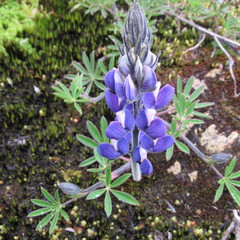 Lupinus guascensis