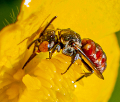 Holcopasites calliopsidis