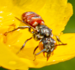 Holcopasites calliopsidis