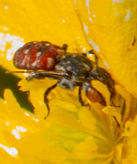 Holcopasites calliopsidis