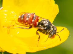 Holcopasites calliopsidis