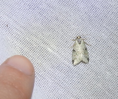 Maliattha concinnimacula