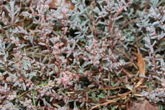 Suaeda novae-zelandiae