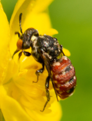 Holcopasites calliopsidis