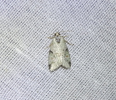 Maliattha concinnimacula