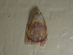 Acleris curvalana