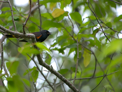 Setophaga ruticilla image