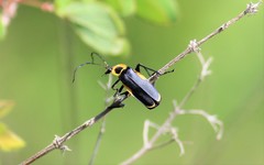 Chauliognathus distinguendus