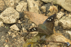 Polygonus savigny savigny