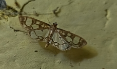 Hyaloplaga pulchralis