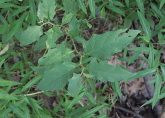 Cecidomyiini