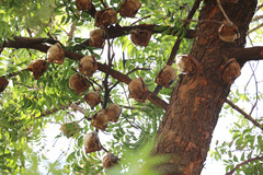 Epomophorus gambianus