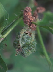 Cecidomyiini